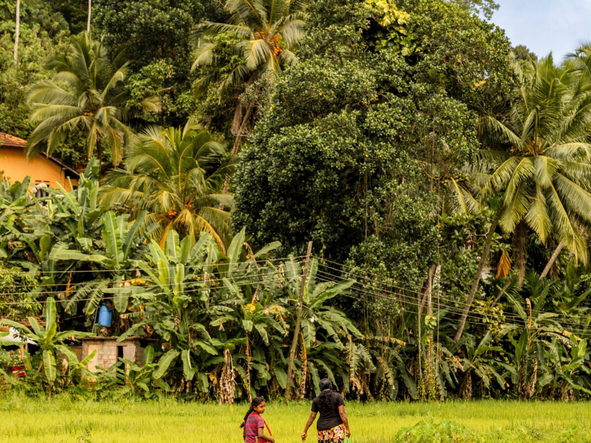 Lush tropical countryside near Amangalla in Galle, Sri Lanka