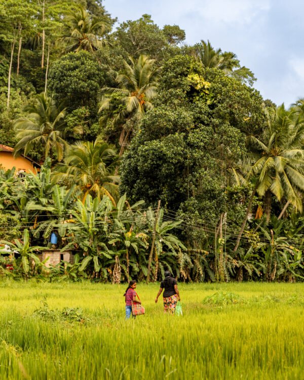 Lush tropical countryside near Amangalla in Galle, Sri Lanka
