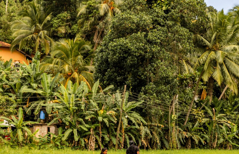 Lush tropical countryside near Amangalla in Galle, Sri Lanka